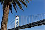 Bay Bridge with Palm Tree, Embarcadero, San Francisco, California, USA