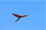 Scarlet Macaw in Flight, Roatan, Bay Islands, Honduras