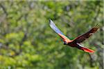 Scarlet Macaw in Flight, Roatan, Bay Islands, Honduras