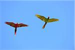 Scarlet Macaw and Great Green Macaw in Flight, Roatan, Bay Islands, Honduras