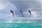 Common Bottlenose Dolphins Jumping in Sea, Roatan, Bay Islands, Honduras