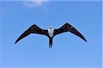 Bindenfregattvogel im Flug. Roatan, Bay Islands, Honduras