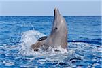 Common Bottlenose Dolphin in Caribbean Sea, Roatan, Bay Islands, Honduras