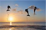 Gemeinsame Bottlenose Delphine springen im Meer bei Sonnenuntergang, Roatan, Bay Islands, Honduras