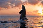 Gemeinsame Bottlenose Dolphin Tail-Wandern, Roatan, Bay Islands, Honduras