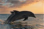 Commune grands dauphins sautant dans la mer au coucher du soleil, Roatan, Bay Islands, Honduras