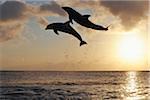 Gemeinsame Bottlenose Delphine springen im Meer bei Sonnenuntergang, Roatan, Bay Islands, Honduras