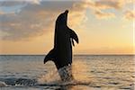Commune Baleine à bec commune queue de Dauphin-marche, Roatan, Bay Islands, Honduras