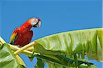 Hellroter Ara in Banana Tree, Roatan, Bay Islands, Honduras