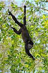 Black Bay Islands singe hurleur, Roatan, Honduras