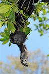 Black Howler Monkey, Roatan, Bay Islands, Honduras