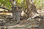 Ocelot en forêt, Roatan, Bay Islands Honduras