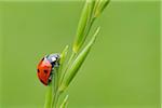 Sieben Spot Ladybird auf Anlage, Franken, Bayern, Deutschland