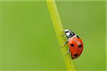 Seven Spot Ladybird on Blade of Grass, Franconia, Bavaria, Germany