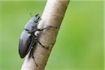 Femelle Lucanus Cervus Lucane sur branche, Franconie, Bavière, Allemagne