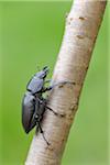 Femelle Lucanus Cervus Lucane sur branche, Franconie, Bavière, Allemagne