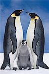 Portrait de l'empereur Penguin Parents & poussin, baie Atka, Antarctique, COMPOSITE