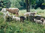 Troupeau de moutons reposant sur la clairière de la forêt