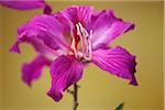 Hong Kong Orchid Tree Bloom, Kauai, Hawaii, USA