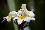 Plumeria Blumen, Kauai, Hawaii, USA