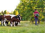 Ein Bauer, der Kühe auf der Weide, Schweden füttern.