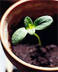 A sprout of a sunflower, Sweden.