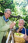 Un couple âgé cueillette des pommes un jour ensoleillé, Suède.
