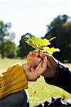 The hands of a man and a woman with autumn leaves, Sweden.