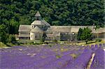 L'abbaye de Sénanque, une abbaye cistercienne, entourée de champs de lavande, Vaucluse, Provence, France, Europe