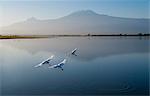 Amboseli National Park and Mount Kilimanjaro, Kenya, East Africa, Africa