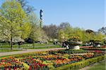 Feder Anzeige von Tulpen, Regent's Park, London, England, Vereinigtes Königreich, Europa