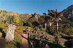 Kirstenbosch National Botanical Garden, Cape Town, Afrique du Sud, Afrique