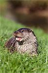 Otter (Lutra lutra) in captivity, United Kingdom, Europe