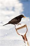 Blackbird (Turdus merula), on garden spade, in snow, Northumberland, England, United Kingdom, Europe