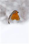 Robin (Erithacus rubecula), in snow, United Kingdom, Europe