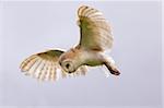 Barn owl (Tyto alba) in flight, in captivity, Cumbria, England, United Kingdom, Europe