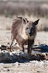 Brown hyena (Hyaena brunnea) drinking, Kgalagadi Transfrontier National Park, Northern Cape, South Africa, Africa