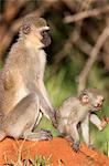 Vervet Affen (Cercopithecus Aethiops), mit Kind, Krüger Nationalpark, Südafrika, Afrika