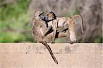 Chacma baboons (Papio cynocephalus ursinus) playing, Kruger National Park, Mpumalanga, South Africa, Africa