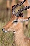Impala ram (Aepyceros melampus), with redbilled oxpecker, Kruger National Park, South Africa, Africa
