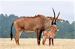Roan (Hippotragus equinus) with baby, Mlilwane Nature Reserve breeding programme, Swaziland, Africa