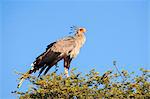 Secretarybird (Sagittarius serpentarius) at roost, Kgalagadi Transfrontier Park, South Africa, Africa
