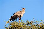 Bateleur (Sagittarius serpentarius) au perchoir, Kgalagadi Transfrontier Park, Afrique du Sud, Afrique