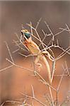 Ground agama (Agama aculeta) in breeding colours, Kgalagadi Transfrontier Park, Northern Cape, South Africa, Africa