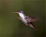 Colibri à calotte violette (Amazilia violiceps) en vol, Patagonia, Arizona, États-Unis d'Amérique, l'Amérique du Nord