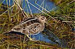 Common snipe (Gallinago gallinago), Arapaho National Wildlife Refuge, Colorado, United States of America, North America