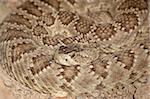 Western diamond-dos crotale (Western diamondback Rattlesnake) (Crotalus atrox) en captivité, Arizona Sonora Desert Museum, Tucson, Arizona, États-Unis d'Amérique, l'Amérique du Nord