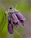 Whipple's penstemon (Penstemon whippleanus), Cottonwood Pass, Collegiate Peaks Wilderness, Gunnison National Forest, Colorado, United States of America, North America