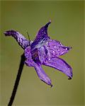 Barbey's Larkspur (Delphinium barbeyi), Cottonwood Pass, Collegiate Peaks Wilderness, Gunnison National Forest, Colorado, United States of America, North America