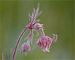 Prairie Smoke (purple avens) (Old Man's Whiskers) (Long-Plumed Avens) (Geum triflorum), Cottonwood Pass, Collegiate Peaks Wilderness, Gunnison National Forest, Colorado, United States of America, North America